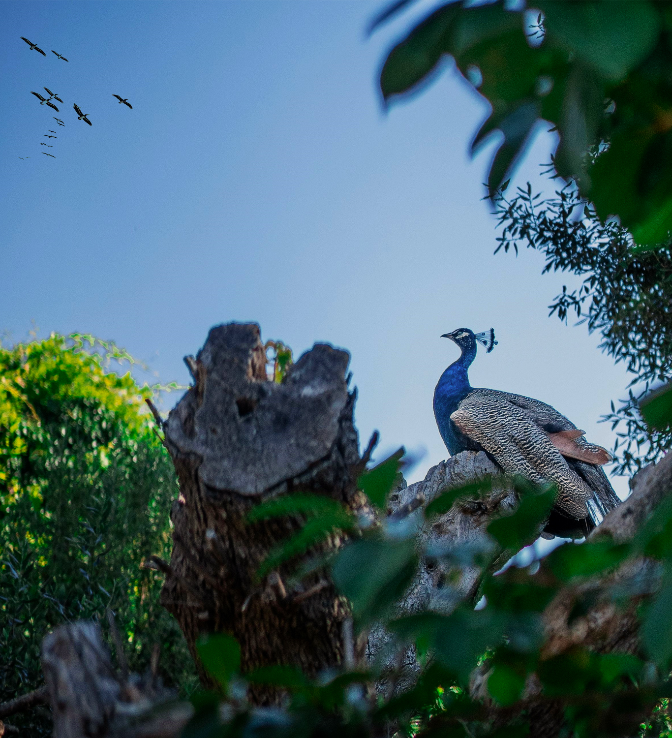 Ranthambore Birds Paradise